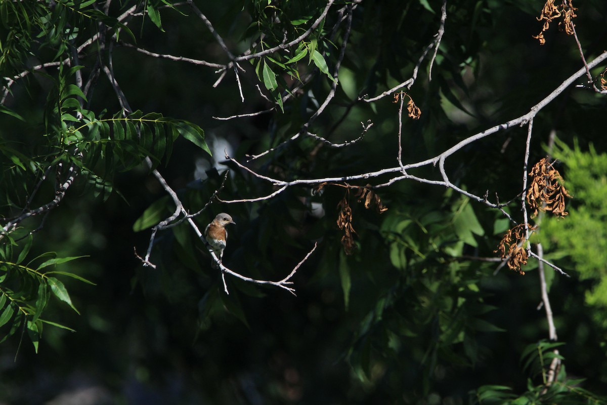 Eastern Bluebird - ML620178965