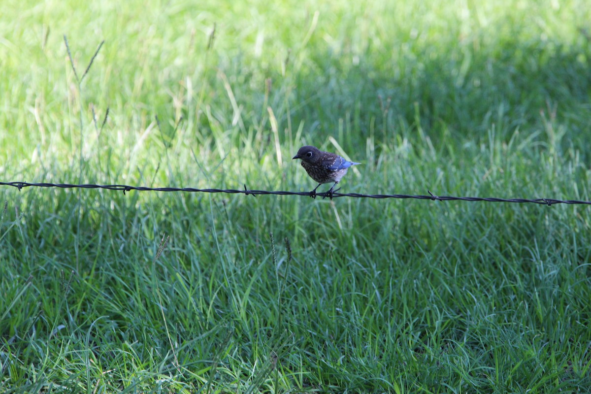 Eastern Bluebird - ML620178967