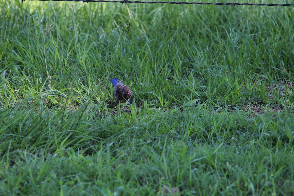 Eastern Bluebird - ML620178970