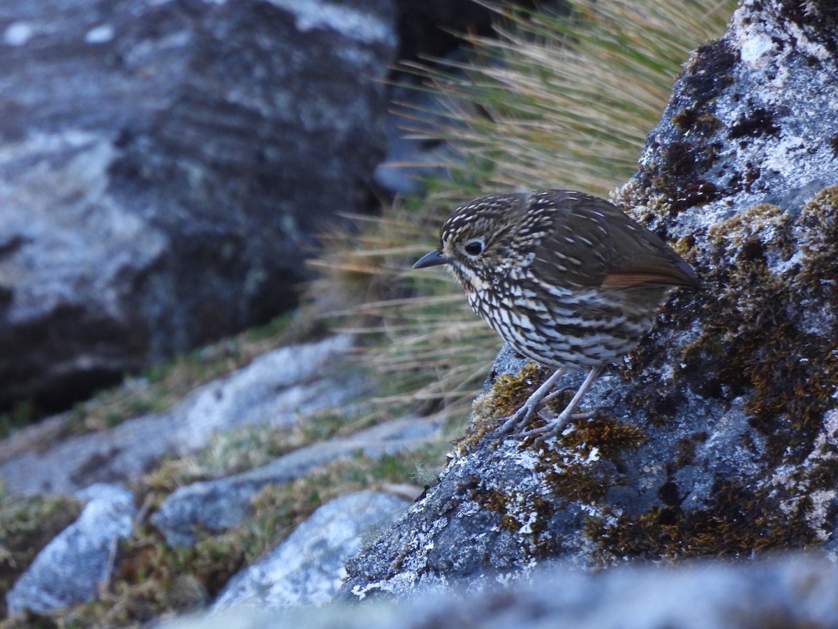 Stripe-headed Antpitta - ML620178977