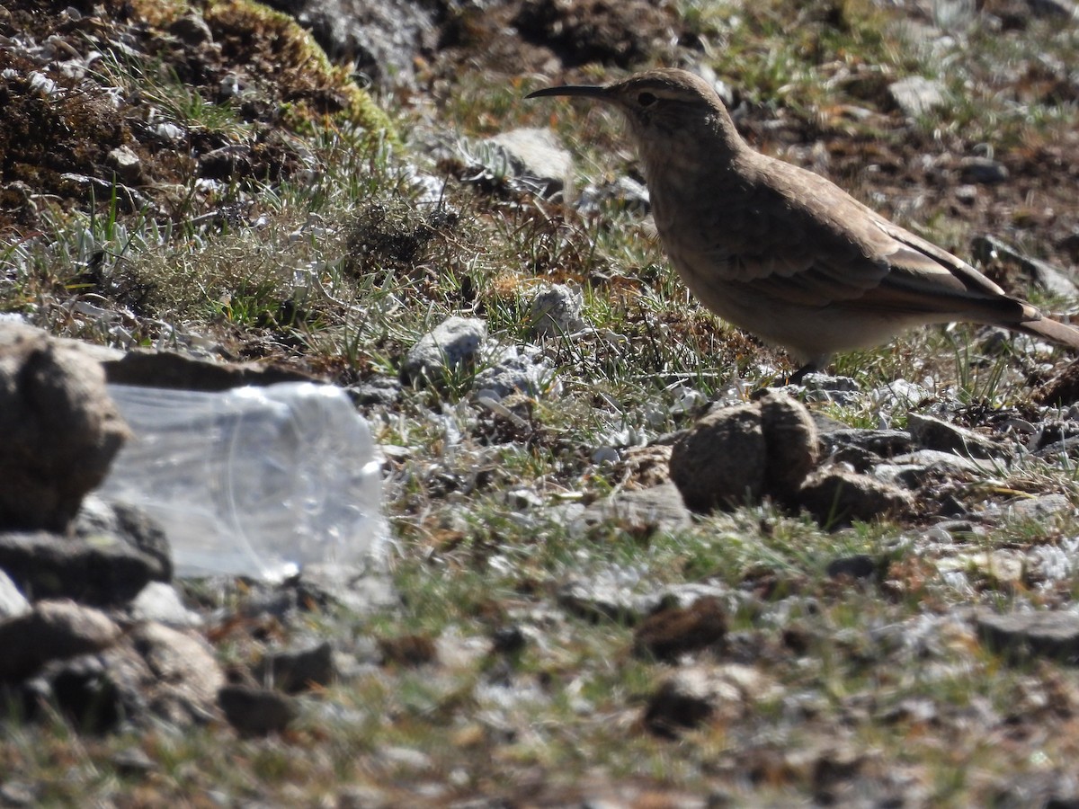 Slender-billed Miner - ML620178979