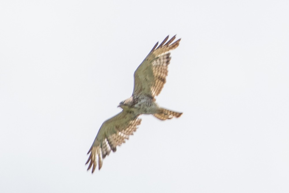 Broad-winged Hawk - Camille James