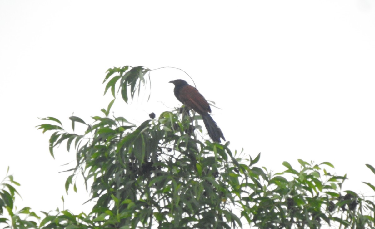Greater Coucal - ML620178986
