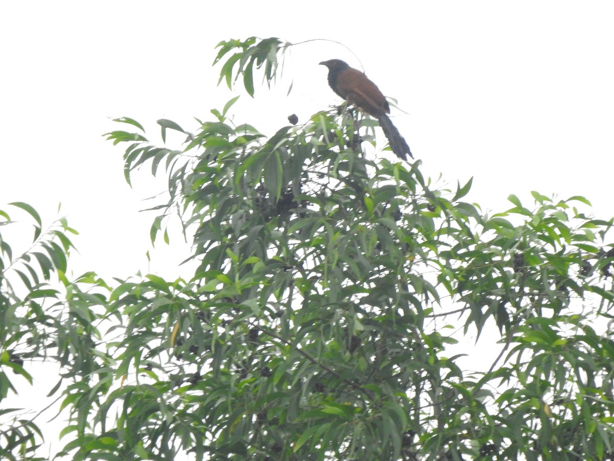 Greater Coucal - ML620178987