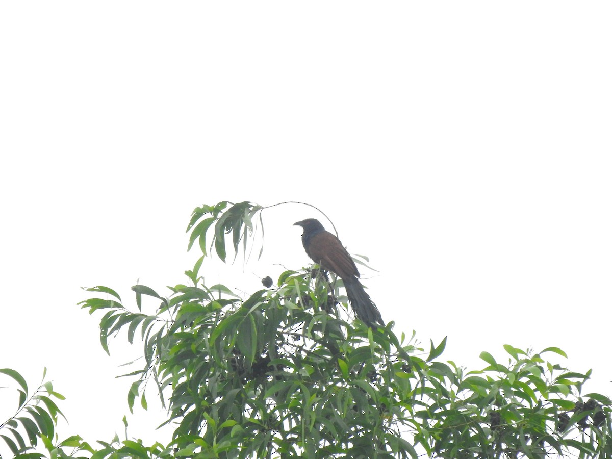 Greater Coucal - ML620178988