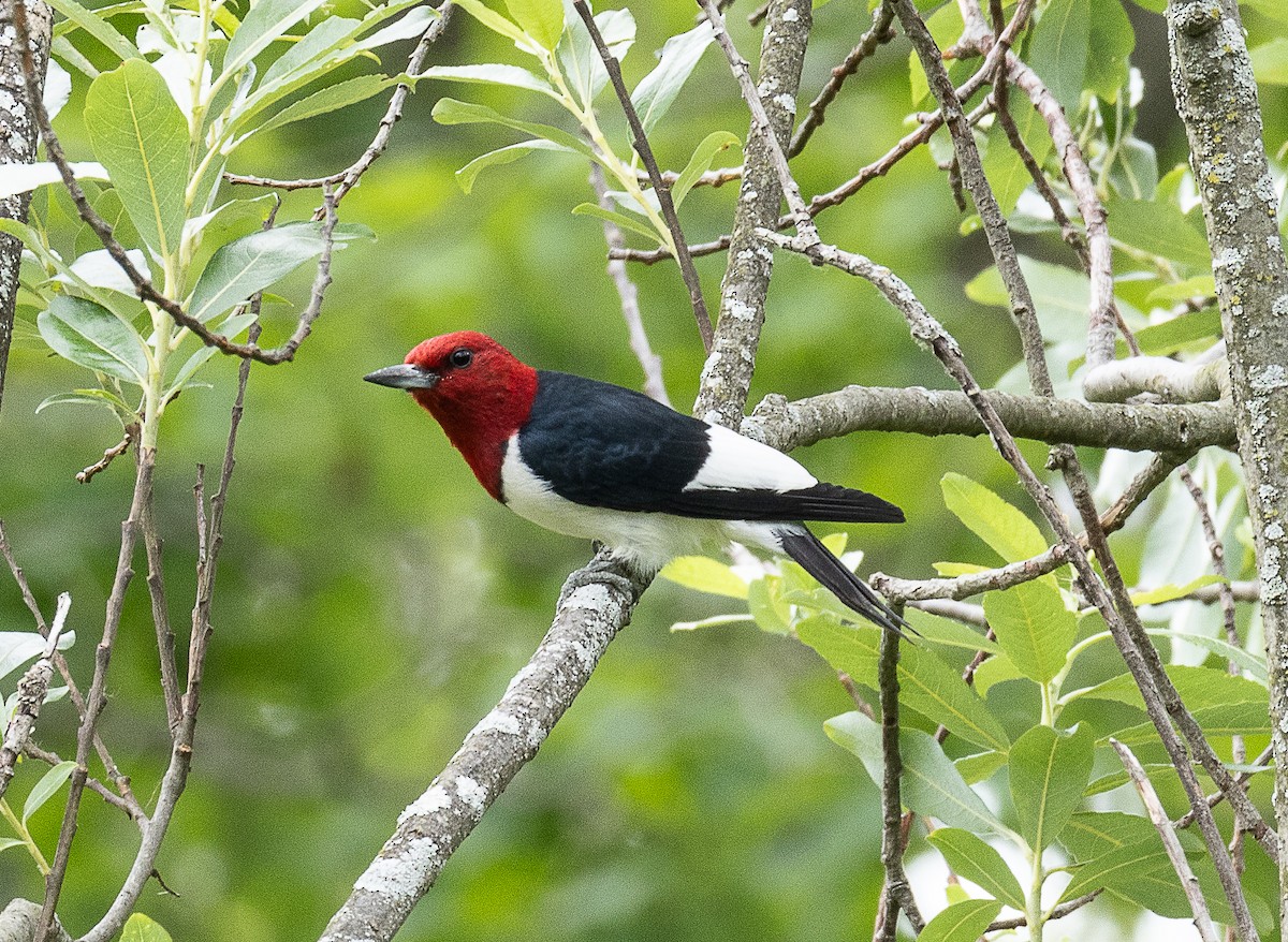 Red-headed Woodpecker - ML620178989