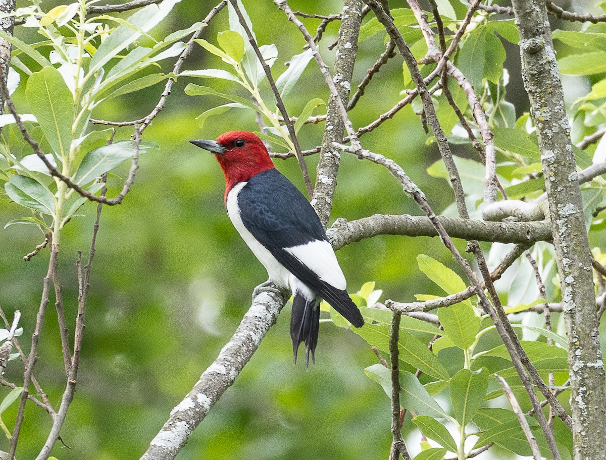 Red-headed Woodpecker - ML620178990