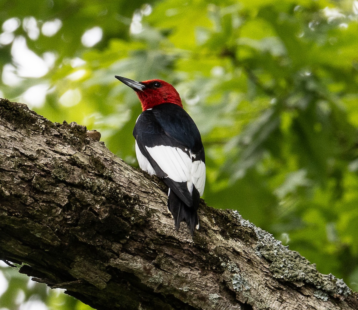 Red-headed Woodpecker - ML620178991