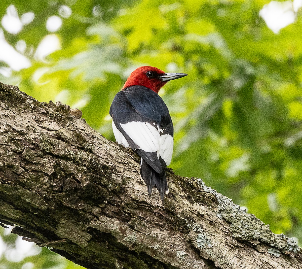 Pic à tête rouge - ML620178992