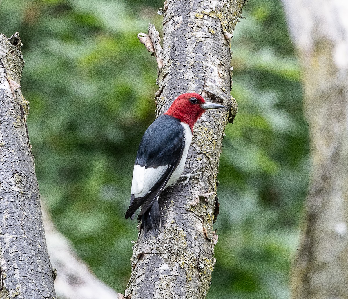 Red-headed Woodpecker - ML620178993