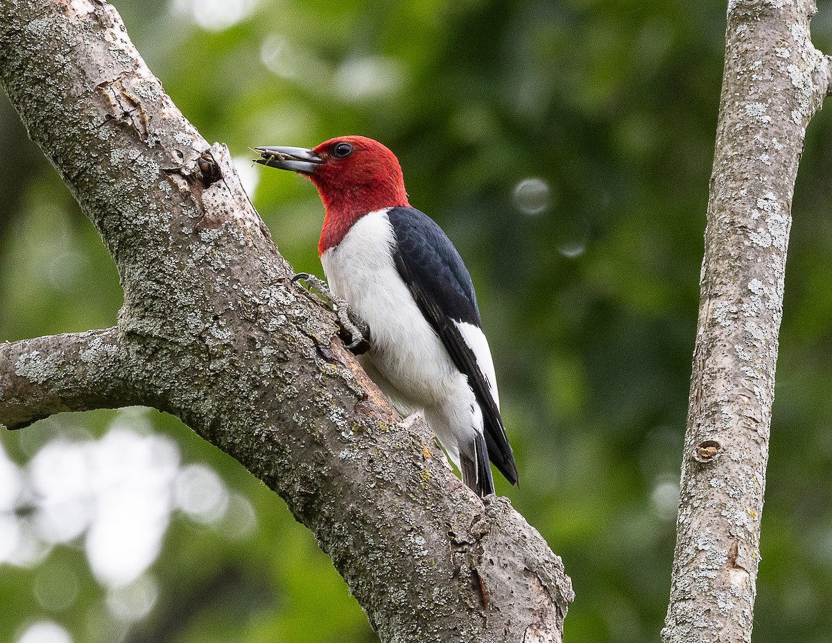 Red-headed Woodpecker - ML620178994