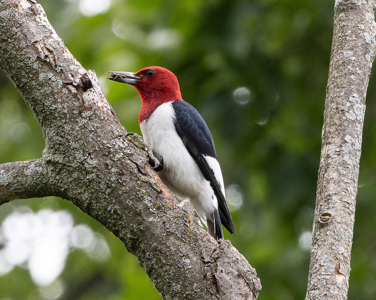 Red-headed Woodpecker - ML620178995