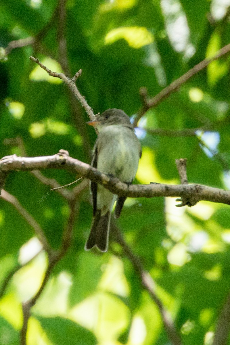 Eastern Wood-Pewee - ML620178996