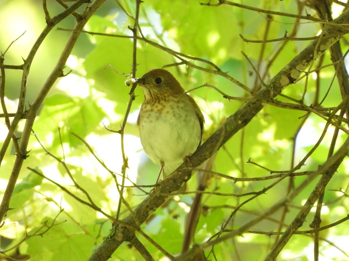 Veery - ML620179005