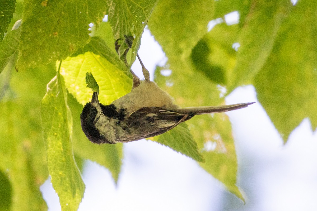 Black-capped Chickadee - ML620179007