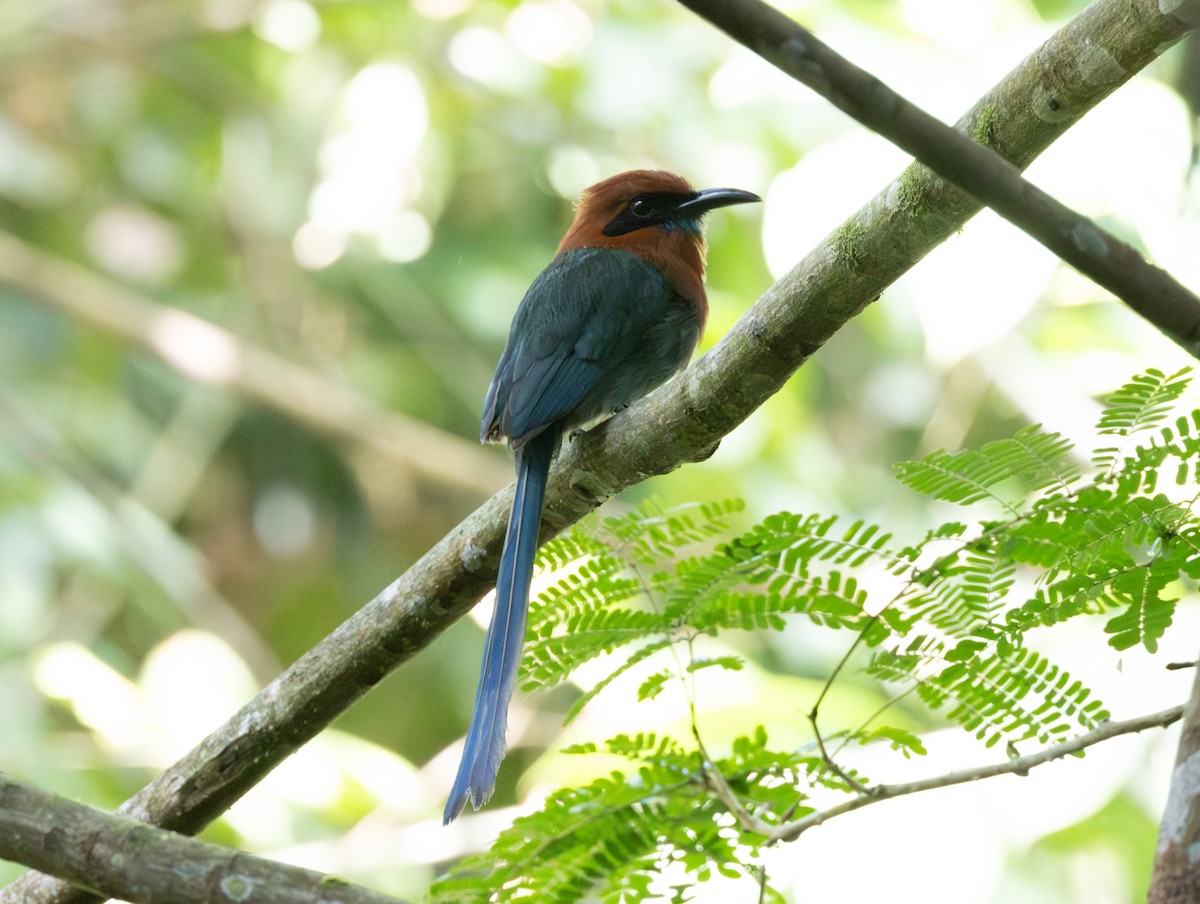 Broad-billed Motmot - ML620179015