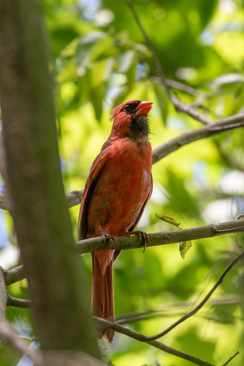 Northern Cardinal - ML620179022