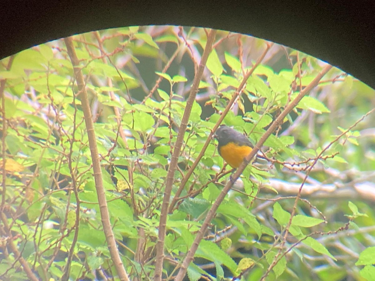 Slate-throated Redstart - ML620179029