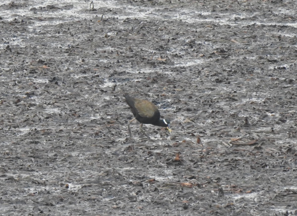 Bronze-winged Jacana - ML620179031