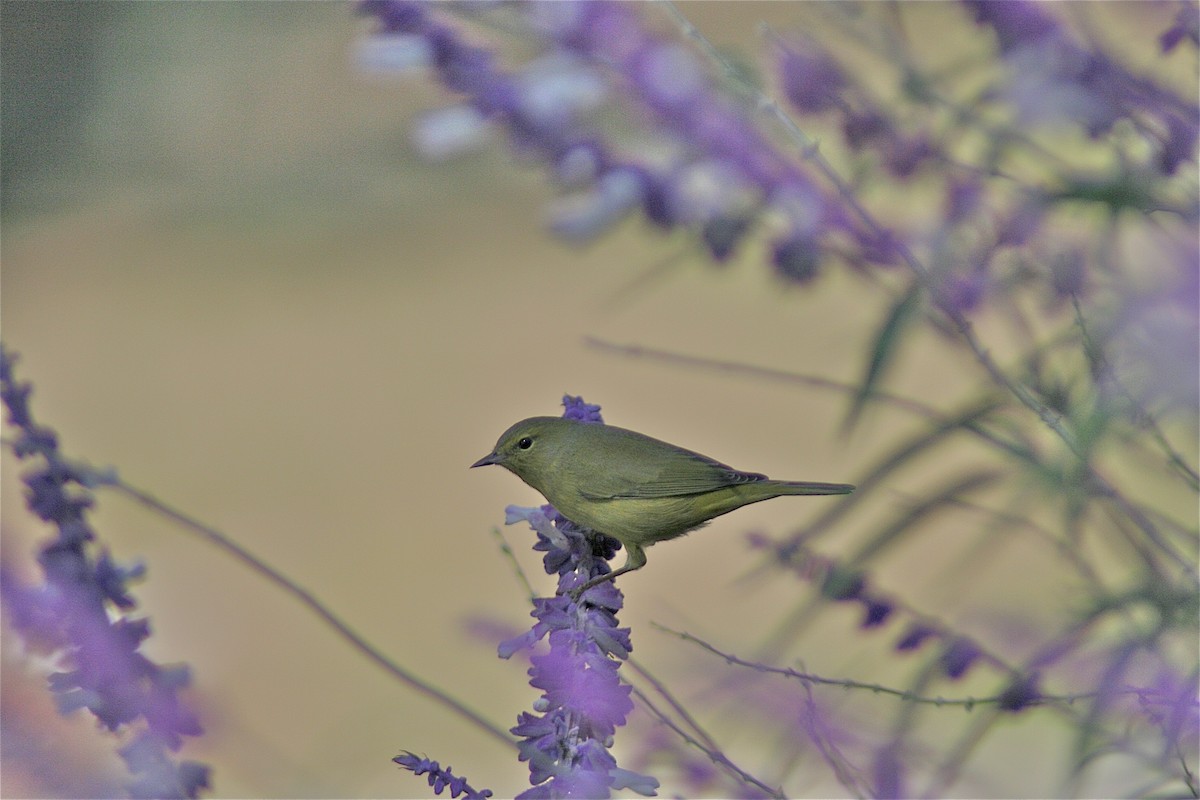 Orange-crowned Warbler - ML620179041