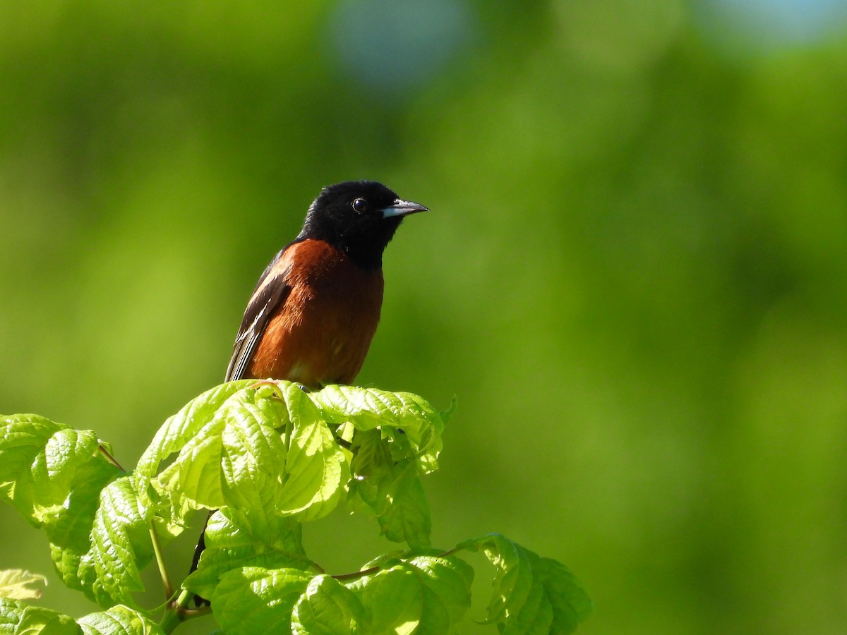 Orchard Oriole - Tim Forrester