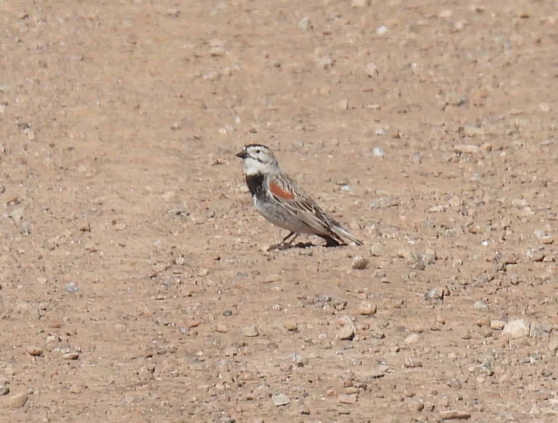 Thick-billed Longspur - ML620179044