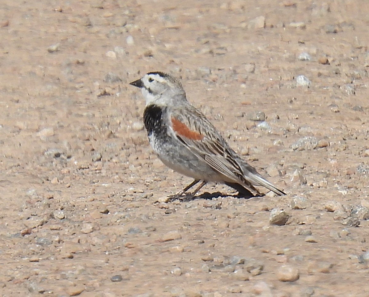 Thick-billed Longspur - ML620179045