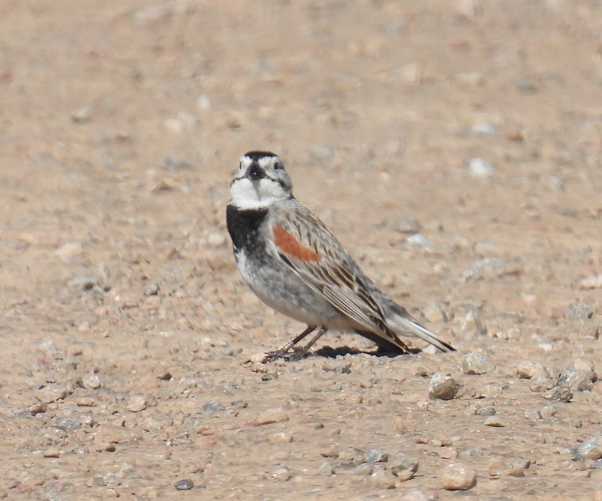 Thick-billed Longspur - ML620179046