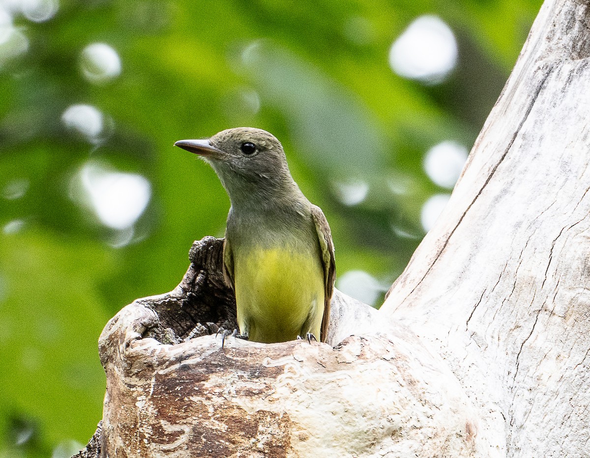 Great Crested Flycatcher - ML620179050