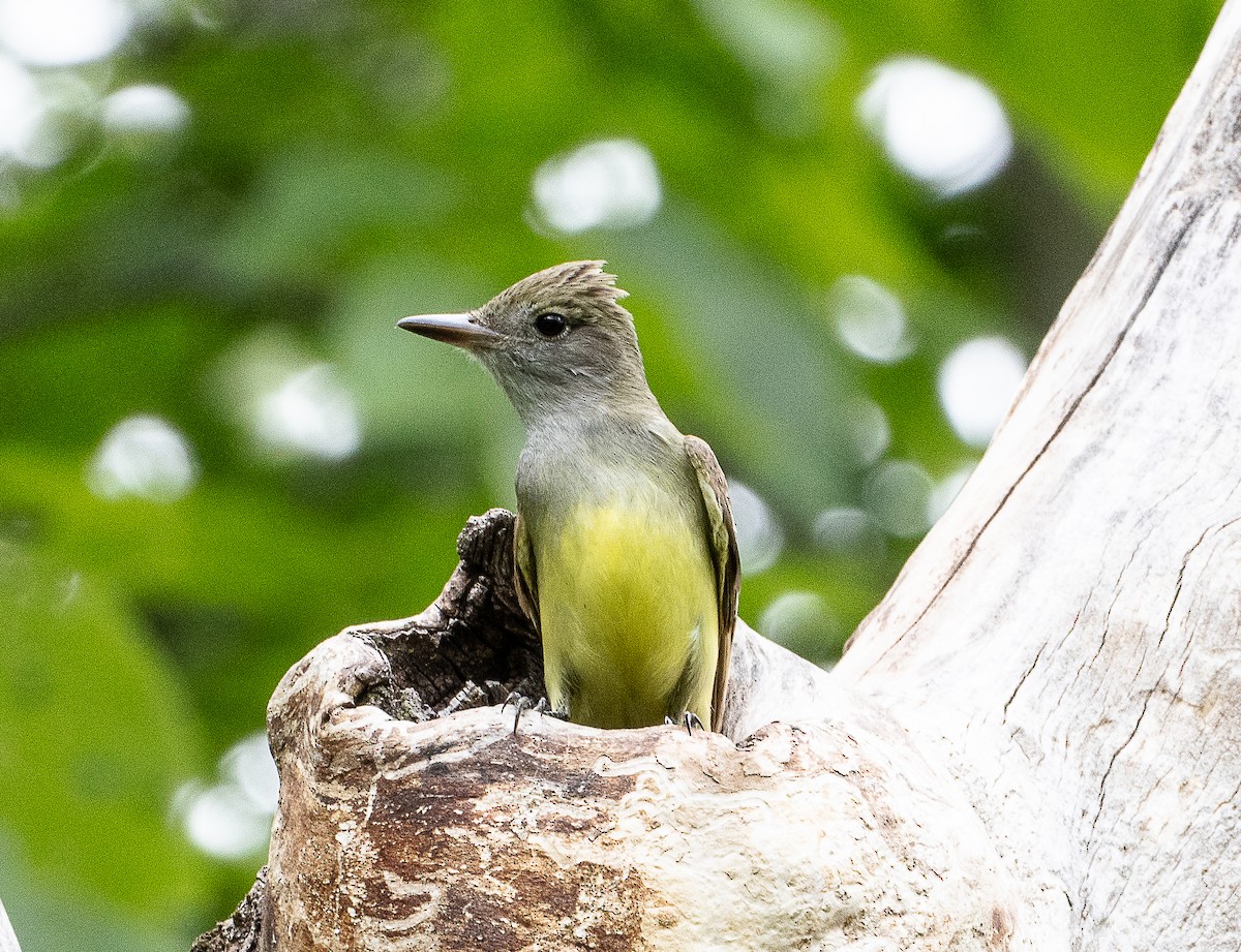 Great Crested Flycatcher - ML620179052