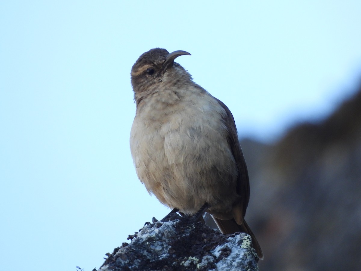 Buff-breasted Earthcreeper - ML620179055