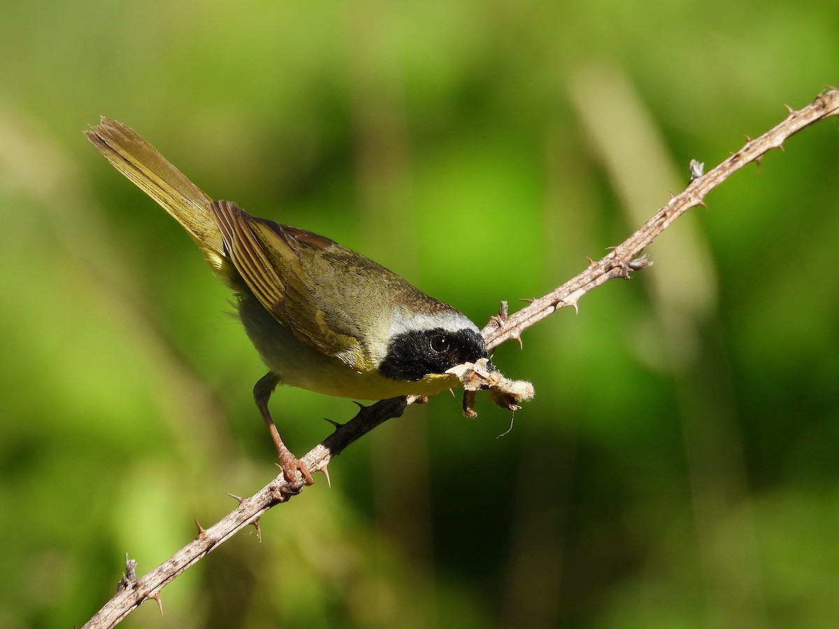 Common Yellowthroat - ML620179058