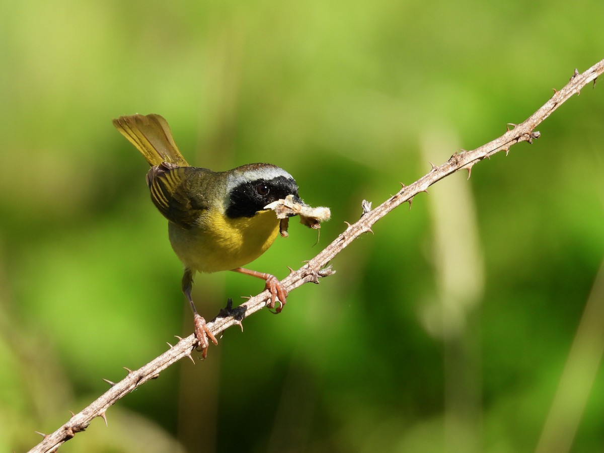 Common Yellowthroat - ML620179060