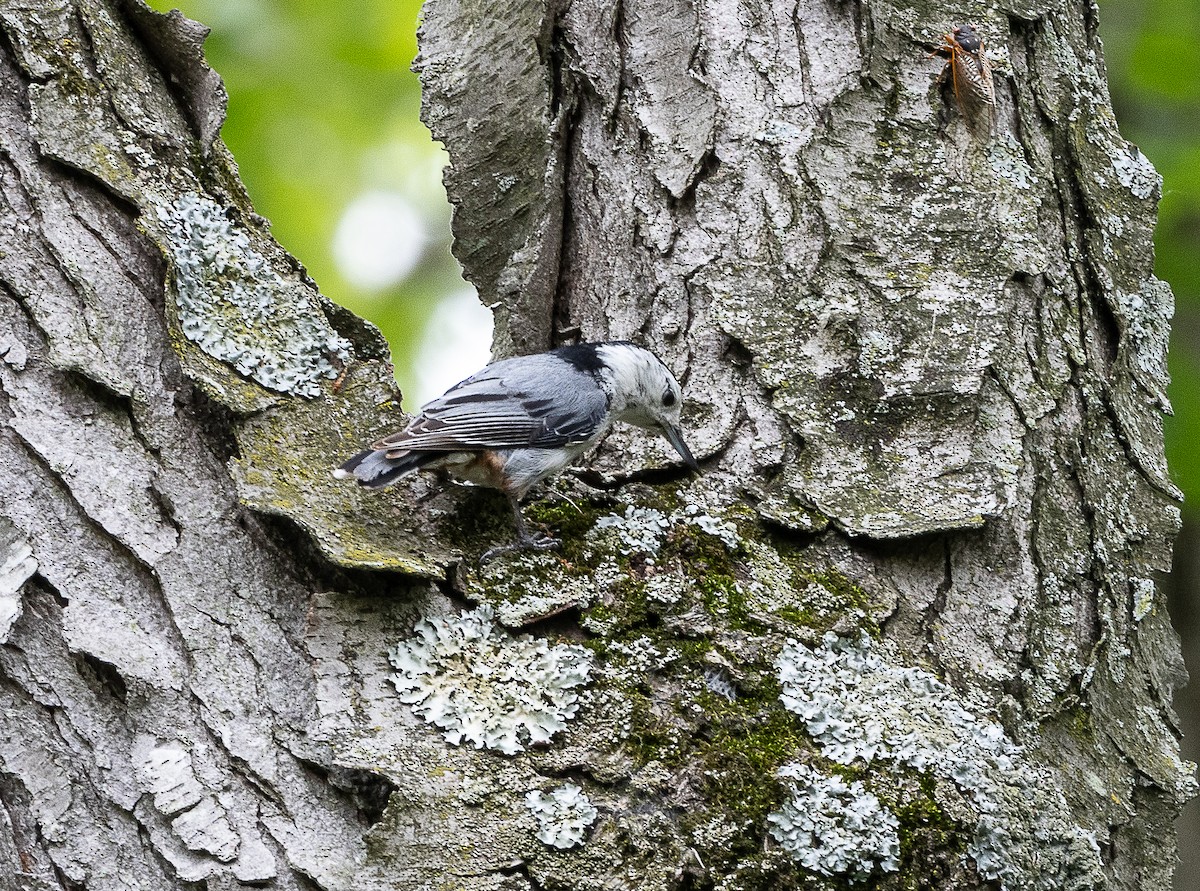 White-breasted Nuthatch - ML620179063