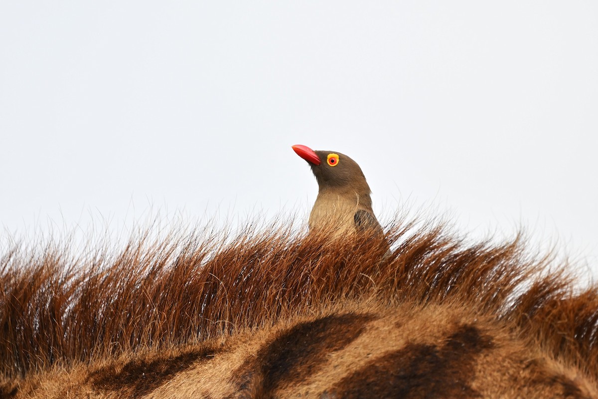 Red-billed Oxpecker - ML620179065