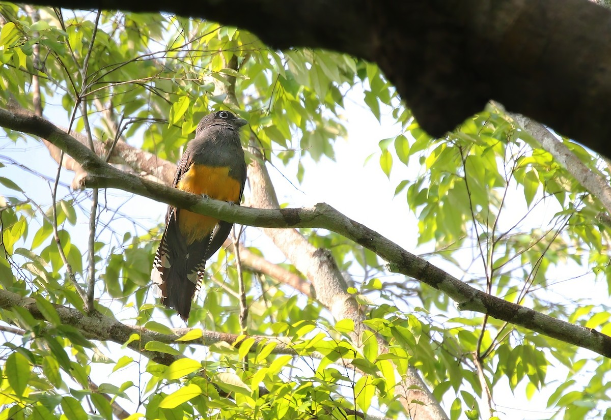 trogon zelenohřbetý - ML620179069