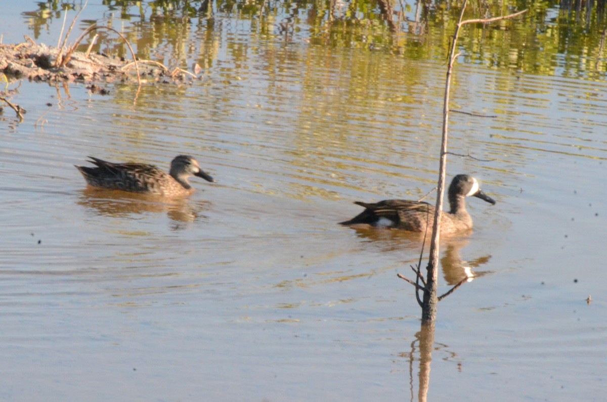 Blue-winged Teal - ML620179074