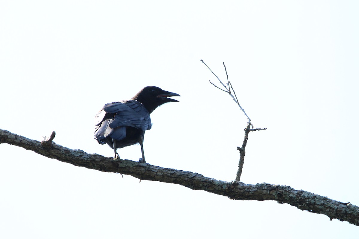 American Crow - ML620179087