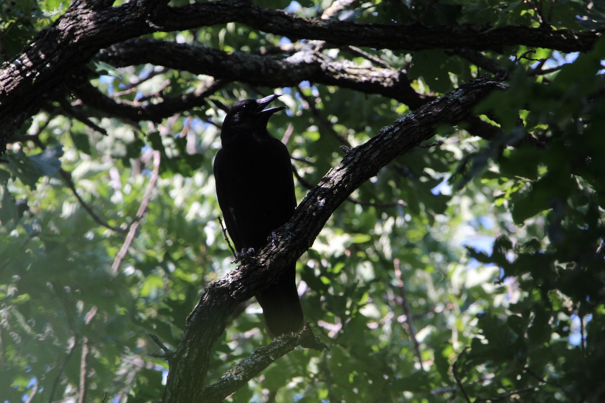 American Crow - ML620179090