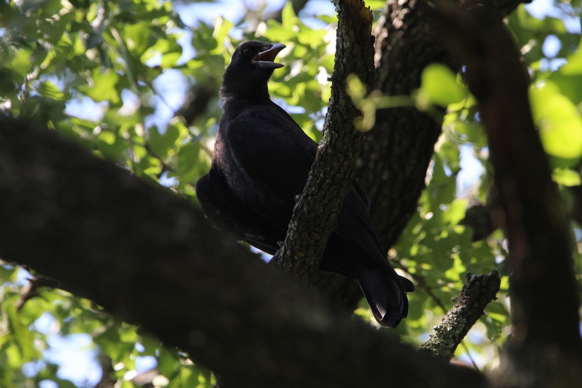 American Crow - ML620179092