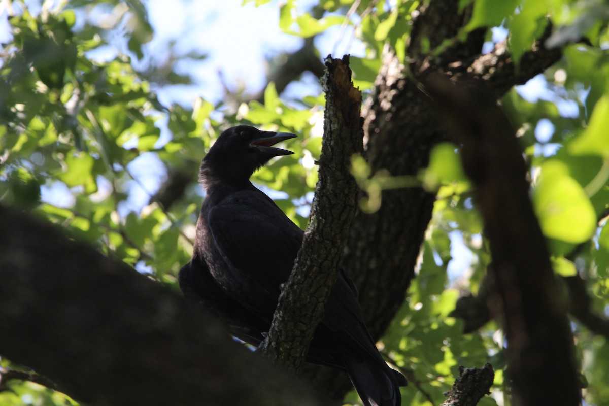 American Crow - ML620179093