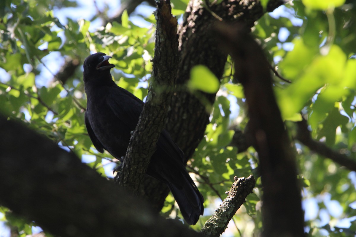 American Crow - ML620179094