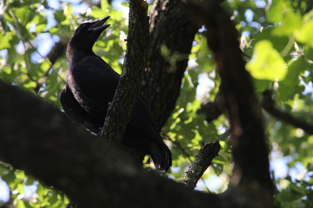 American Crow - ML620179097