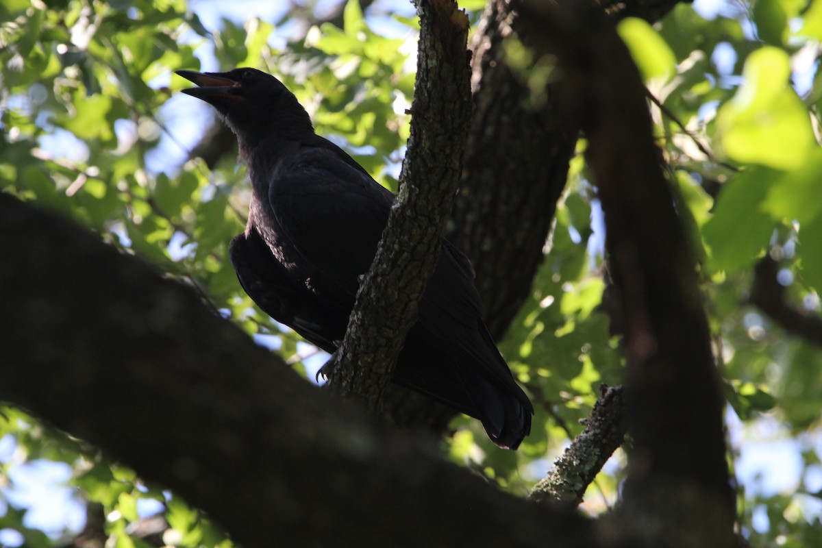 American Crow - ML620179098