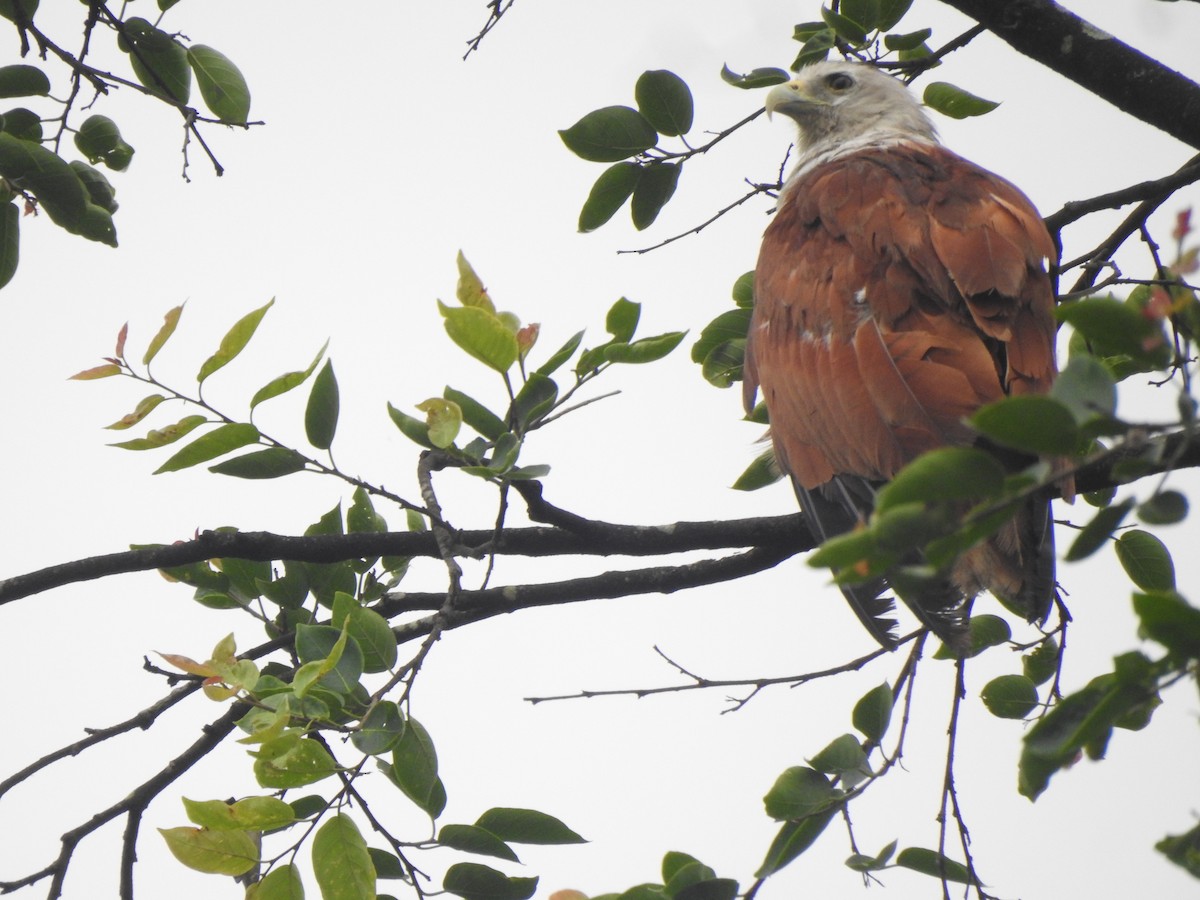 Brahminy Kite - ML620179103