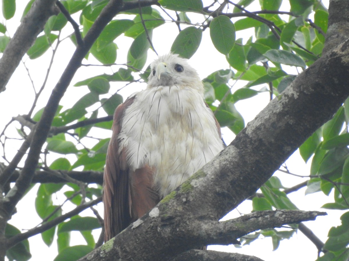 Brahminy Kite - ML620179109