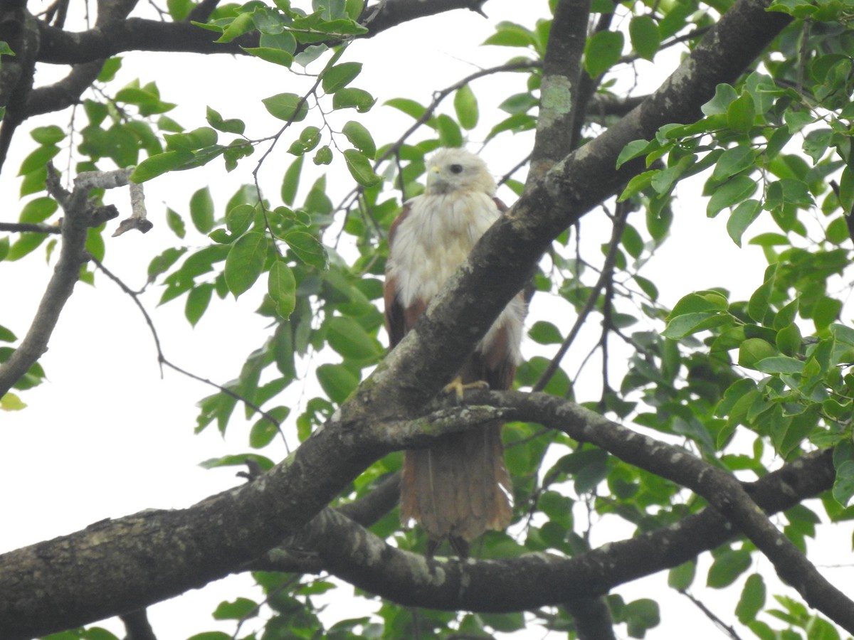 Brahminy Kite - ML620179110