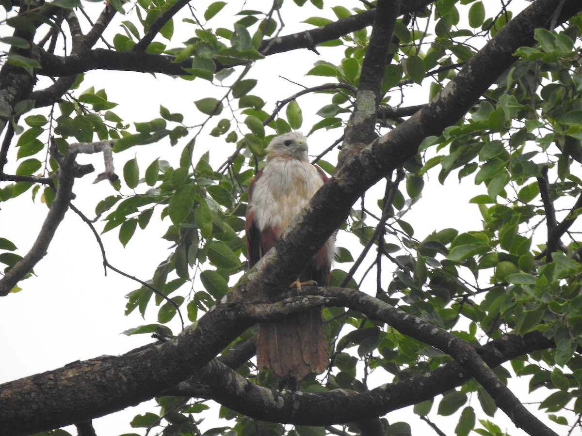 Brahminy Kite - ML620179112