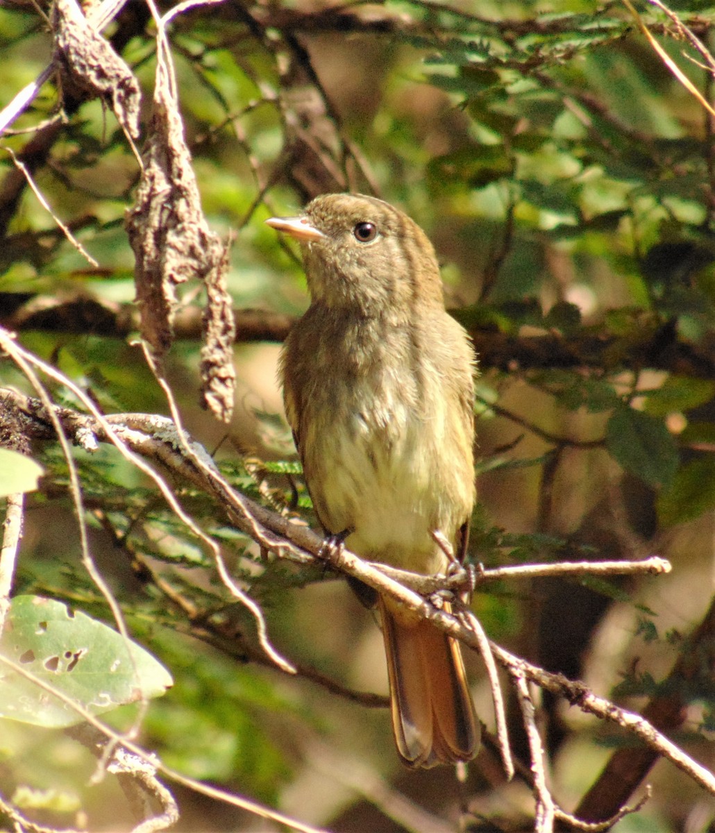 Plumbeous Black-Tyrant - ML620179121