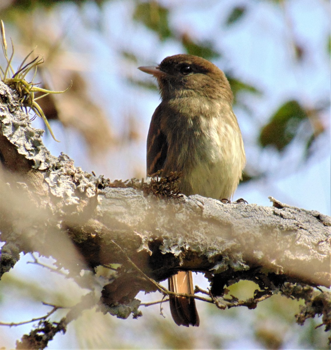 Plumbeous Black-Tyrant - ML620179123